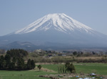 牧草と富士山