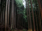 小菅村のヒノキ林