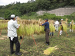 酒米収穫体験