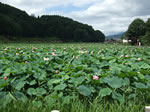 明見湖（ハス池）