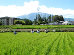 富士吉田市の水田