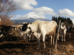 富士山と乳牛