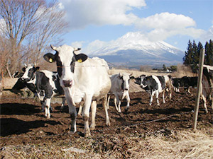 富士山と乳牛